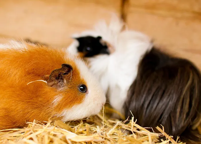 アパート Brunner *