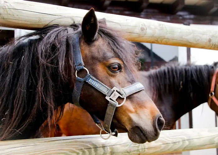 Brunner アパート *